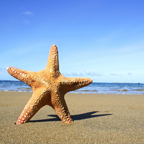 Apple Vacations Collections